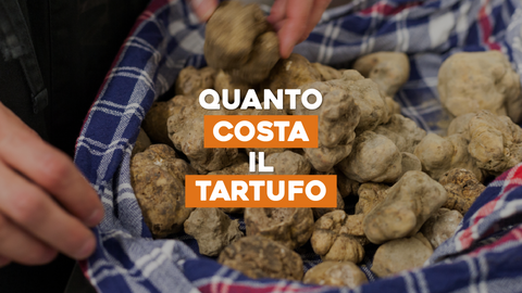 Piante da Tartufo Costo: Investimento per una Deliziosa Raccolta