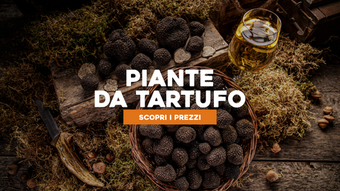 Piante da Tartufo Prezzi: Scopri le Opzioni per Coltivare il Tuo Tartufo
