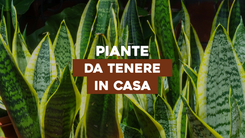 Piante da Tenere in Casa: Verde che Trasforma il Tuo Ambiente