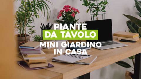 Piante da Tenere sul Tavolo: Mini Giardino per la Tua Casa