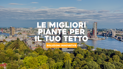 Piante da Tetto Verde: Creatività Sostenibile sulla Cima della Tua Casa