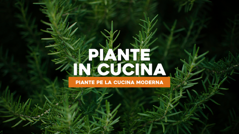Piante da Usare in Cucina: Aromi Freschi a Portata di Mano