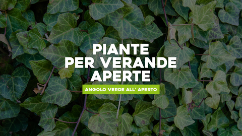 Piante da Veranda Aperta: Creazione di un Angolo Verde all'Aperto