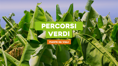 Piante da Viali: Specie che Accompagnano con Eleganza il Tuo Percorso