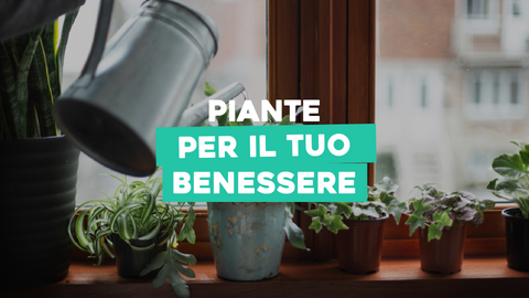 Piante del Benessere: Il Verde che Nutre il Tuo Corpo e la Tua Mente
