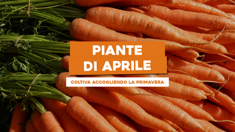 Piante di Aprile: Cosa Coltivare per un Inizio di Primavera Rigoglioso