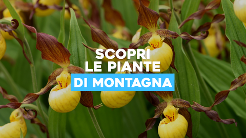 Piante di Montagna: Scopri la Bellezza della Flora Alpina