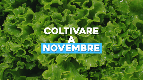 Piante di Novembre: Cosa Coltivare a Fine Anno