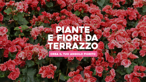 Piante e Fiori da Terrazzo: Creazione di un Angolo Fiorito