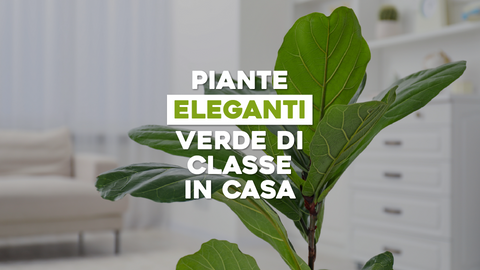 Piante Eleganti da Appartamento: Aggiungi Stile Verde alla Tua Casa