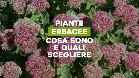 Piante Erbacee Definizione: Scopri le Specie e le Loro Caratteristiche