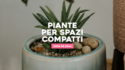 Piante Case 60 mq: Design Verde per Spazi Compatti