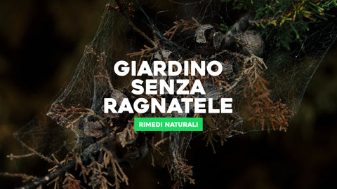 Piante che Allontanano i Ragni: Soluzioni Naturali per un Giardino Senza Ragnatele