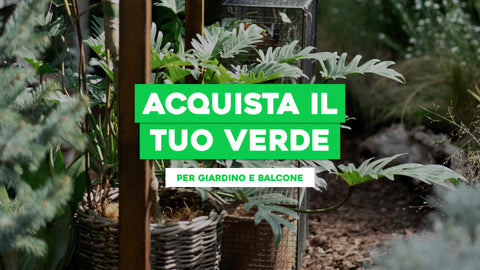 Piante da Esterno Negozio: Acquista il Tuo Verde per Giardino e Balcone