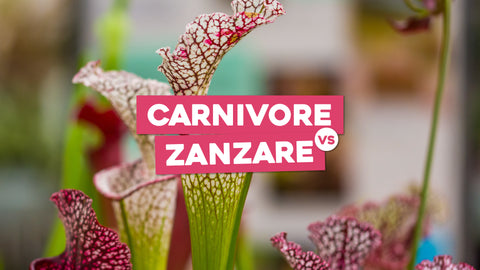 Piante Carnivore Zanzare: Riduci gli Insetti Fastidiosi in Modo Naturale