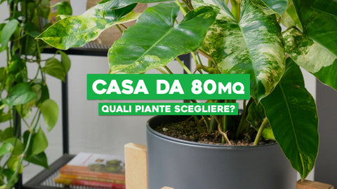 Piante Casa 80 mq: Scopri la Giusta Verdezza per il Tuo Spazio