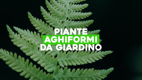 Piante Aghiformi da Giardino: Bellezza Senza Tempo