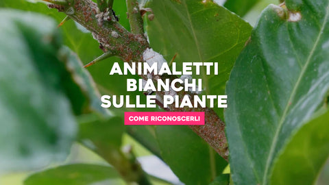 Animaletti bianchi sulle piante: come riconoscerli