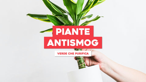 Piante Antismog da Interno: Verde che Purifica e Rinnova