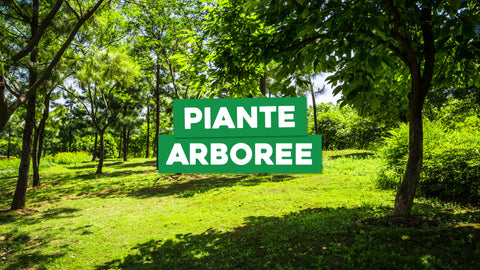 Piante Arboree Elenco: Scopri la Variegata Bellezza degli Alberi