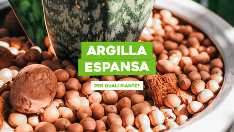 Argilla espansa per quali piante va usata?