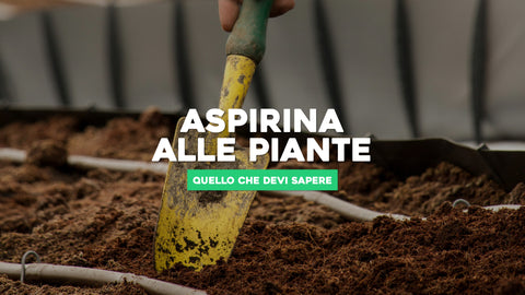 Aspirina alle piante: tutto quello che devi sapere