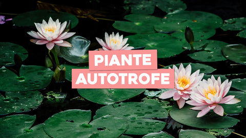 Piante Autotrofe: Scopri il Fascino delle Piante che Producono il Proprio Cibo
