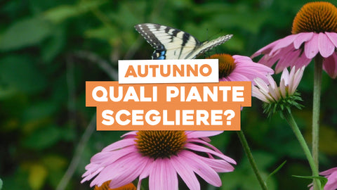 Piante da Piantare in Autunno: Scegli le Specie Perfette per la Stagione