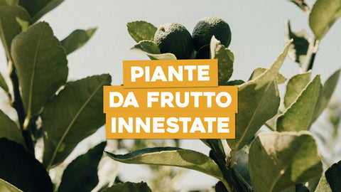 Piante da Frutto Innestate: Tecniche Antiche per Coltivazioni Moderne