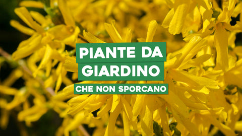 Piante da Giardino Che Non Sporcano: Verde Pulito e Accogliente