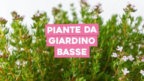 Piante da Giardino Basse: Bellezza a Livello del Terreno