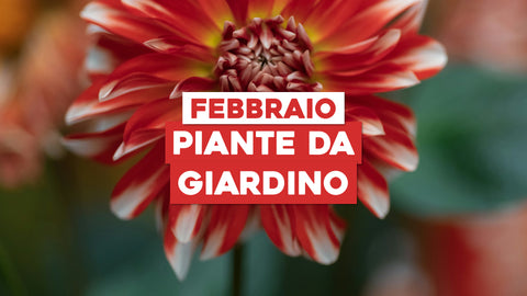 Piante da Giardino da Piantare a Febbraio: Preparati all'Arrivo della Primavera