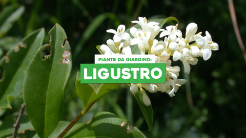 Piante da Giardino Ligustro: Eleganza e Resistenza nel Verde Mediterraneo