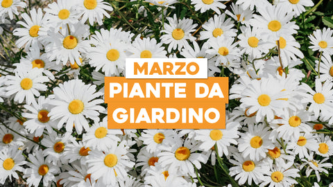 Piante da Giardino Marzo: Preparati al Verde Primaverile