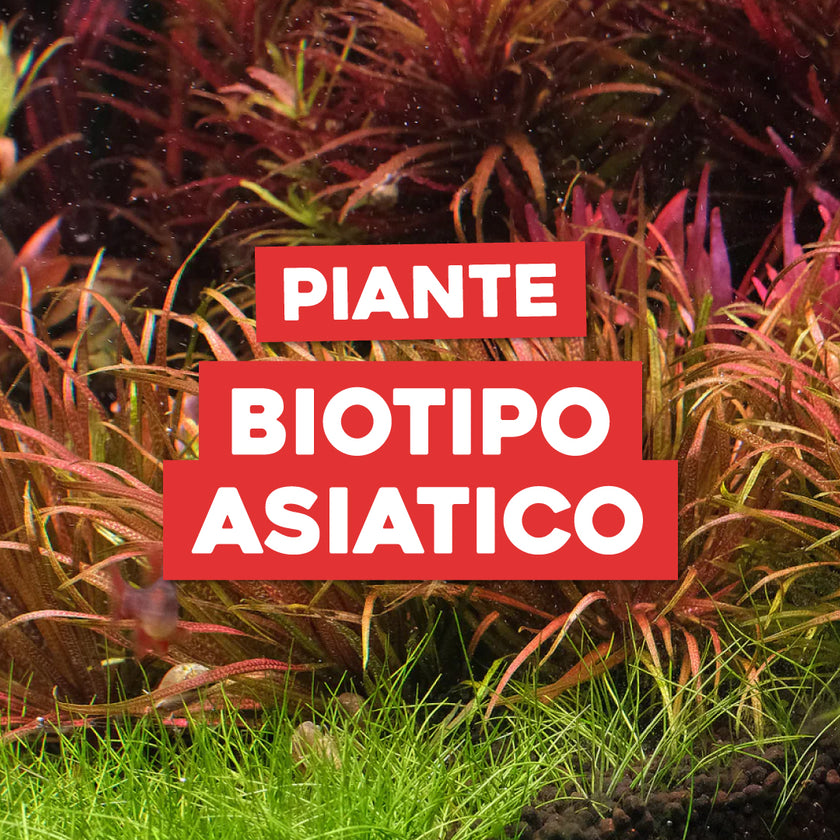 PRATYAHARA Arazzo Da Parete 150x200 Cm – Tema Giardino Lunare – Tappeto Morbido In Poliestere Multiuso Per Camera E Spiaggia - 3