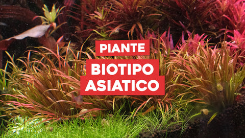 Piante Biotopo Asiatico: Un Tuffo nella Biodiversità dell'Asia