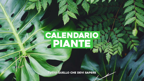 Calendario piante: tutto quello che devi sapere
