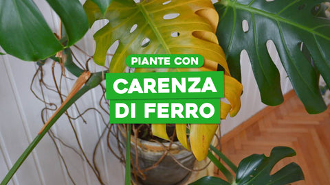 Carenza ferro piante: come rimediare