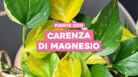 Carenza magnesio piante: tutti i rimedi