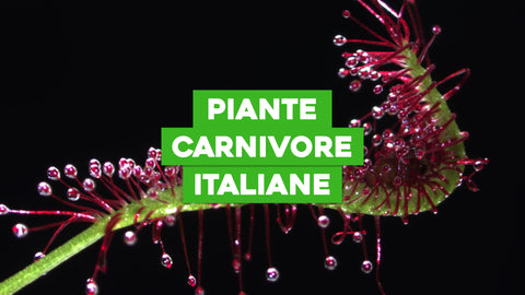 Piante Carnivore Italiane: Scopri le Specie Autoctone del Bel Paese