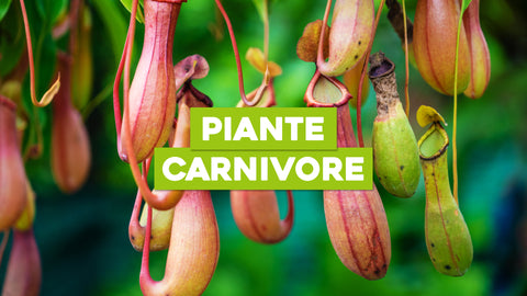 Nomi Piante Carnivore: Esplora le Specie dal Gusto Predatore