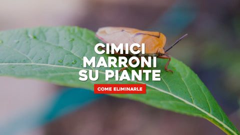 Cimici marroni piante: come eliminarli