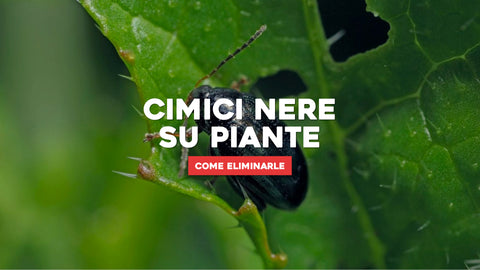 Cimici nere delle piante: come eliminarli e prevenirli