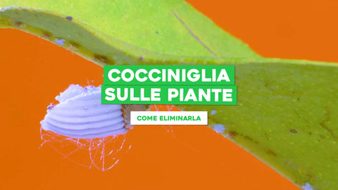 Cocciniglia sulle piante 