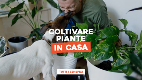Coltivare piante in casa: tutti i benefici