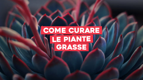 Come curare le piante grasse 