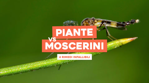 Come eliminare i moscerini dalle piante: 4 rimedi infallibili