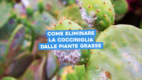Come eliminare la cocciniglia dalle piante grasse 