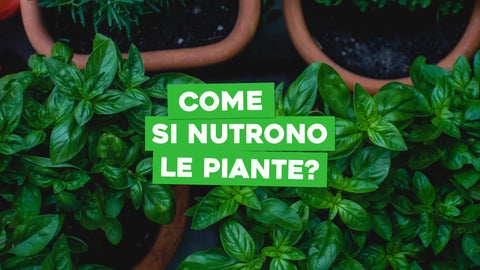 Come si nutrono le piante e perché saperlo