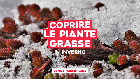 Coprire le piante grasse in inverno: come farlo e perché
